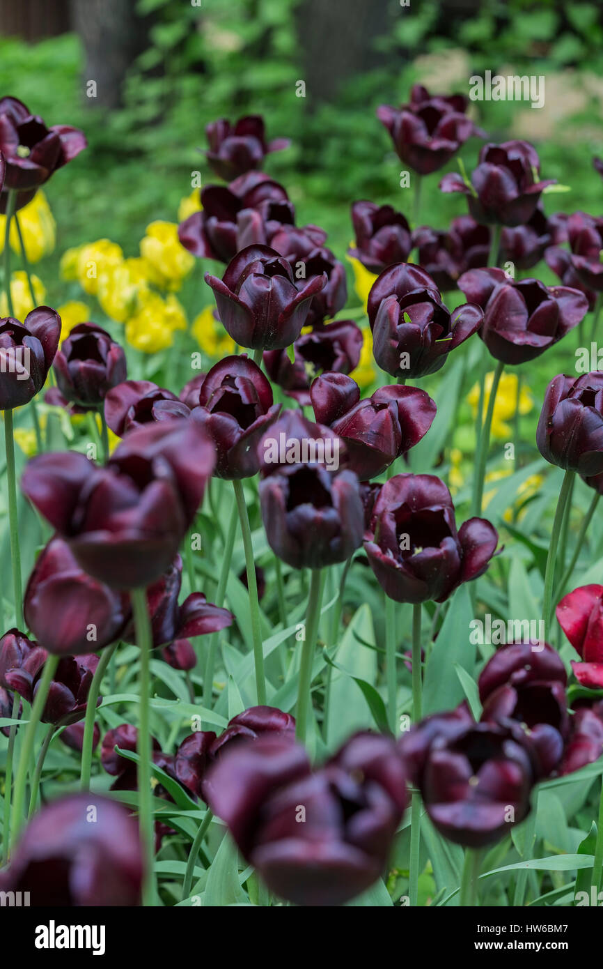 Black tulip flower.( "Queen of the night Stock Photo Alamy