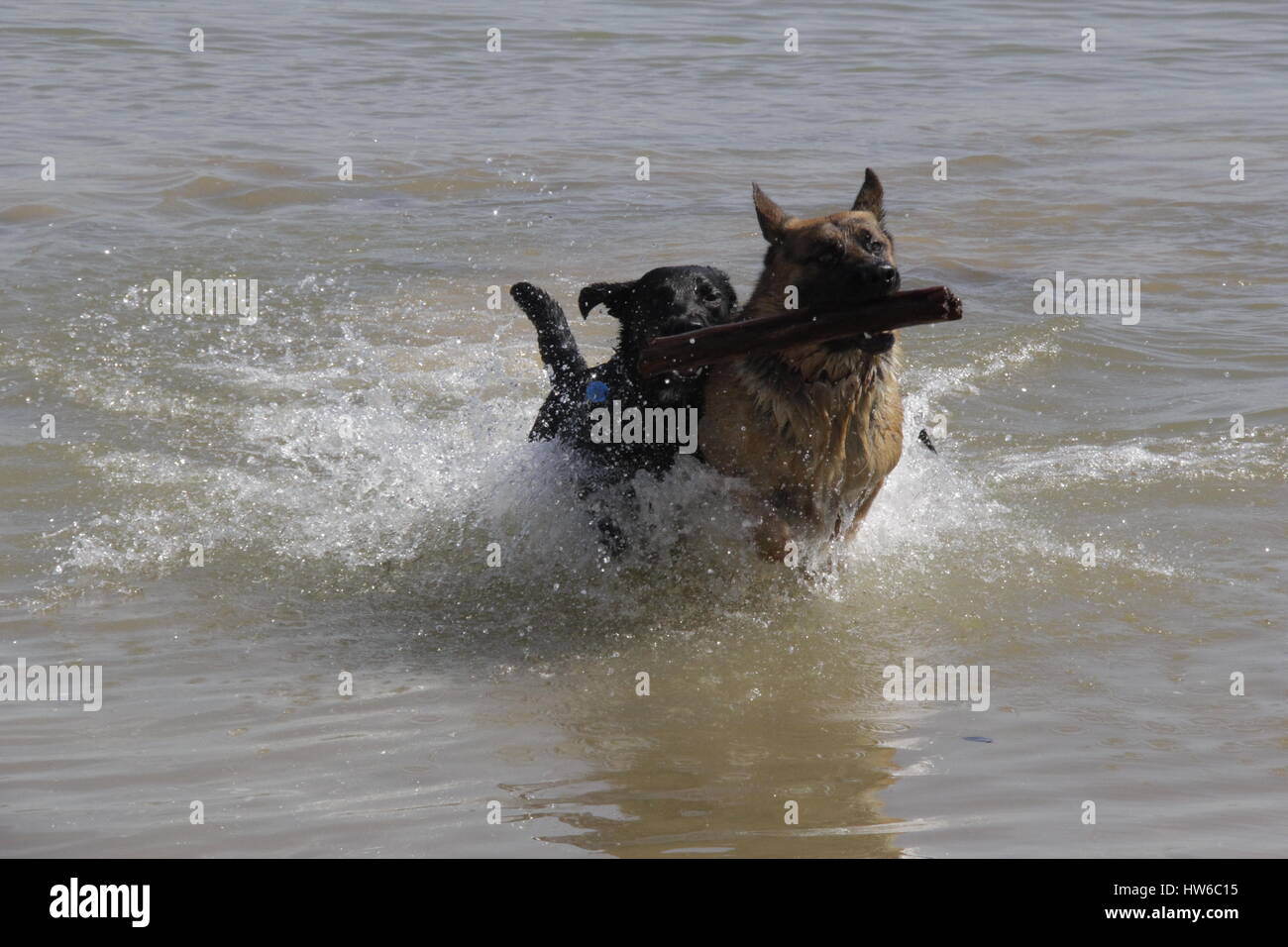 German Shepherd being chased by a Black Labrador and Australian Shepherd mix at Folsom Lake with stick Stock Photo