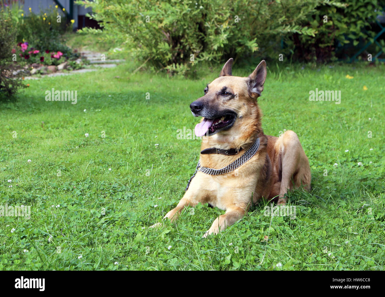 Pekingese german shepherd best sale mix