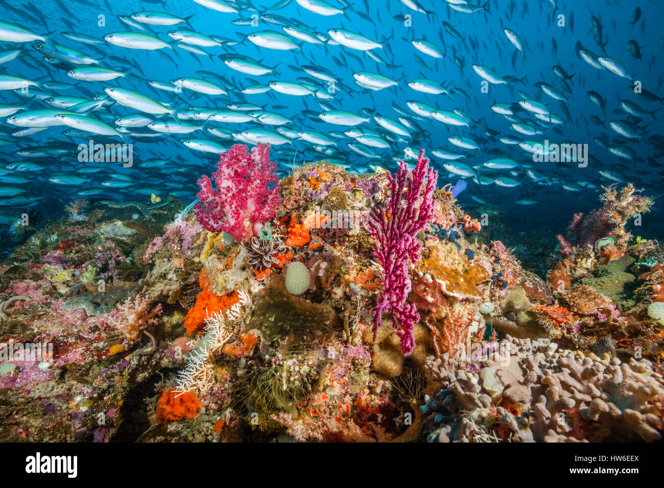 Colored Coral Reef Raja Ampat West Papua Indonesia Stock Photo Alamy