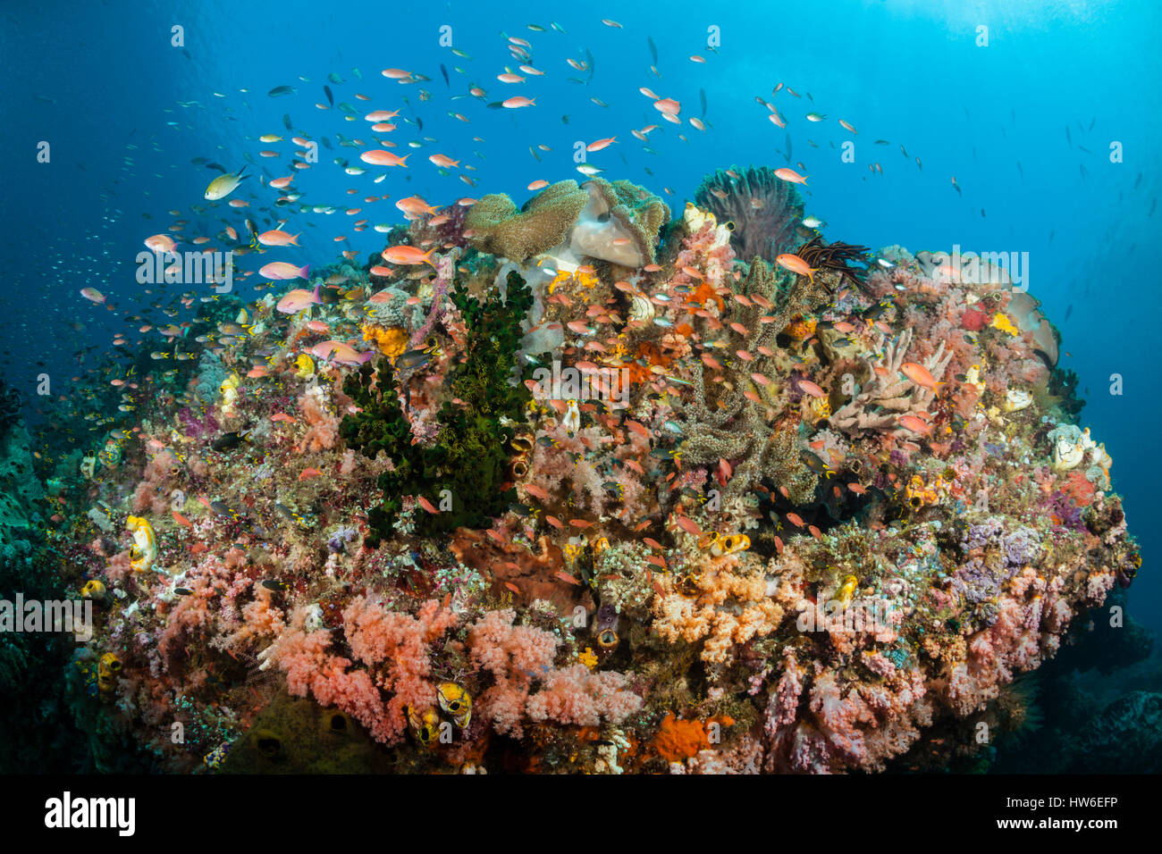 colored-coral-reef-raja-ampat-west-papua-indonesia-stock-photo-alamy