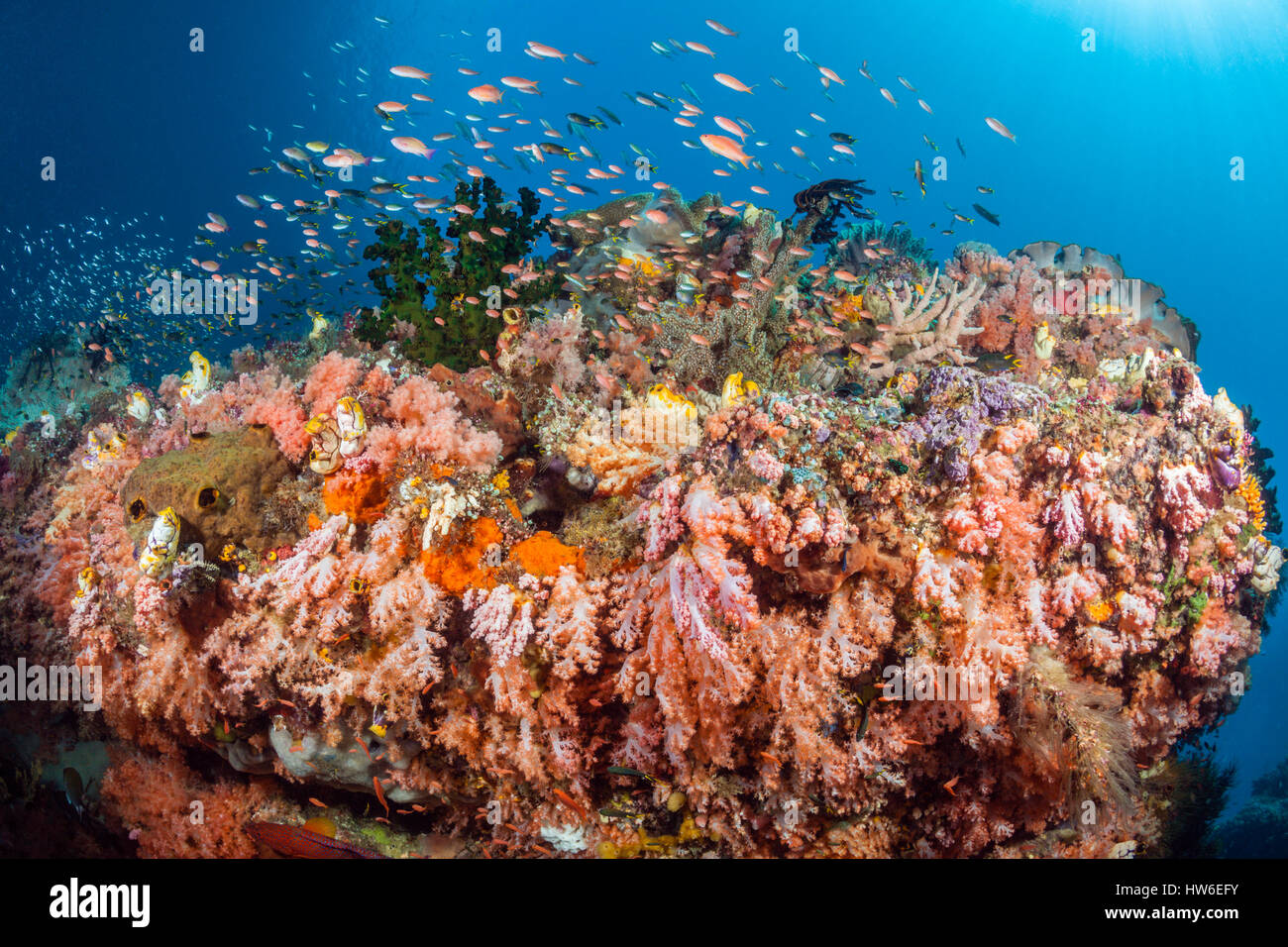 Colored Coral Reef, Raja Ampat, West Papua, Indonesia Stock Photo - Alamy