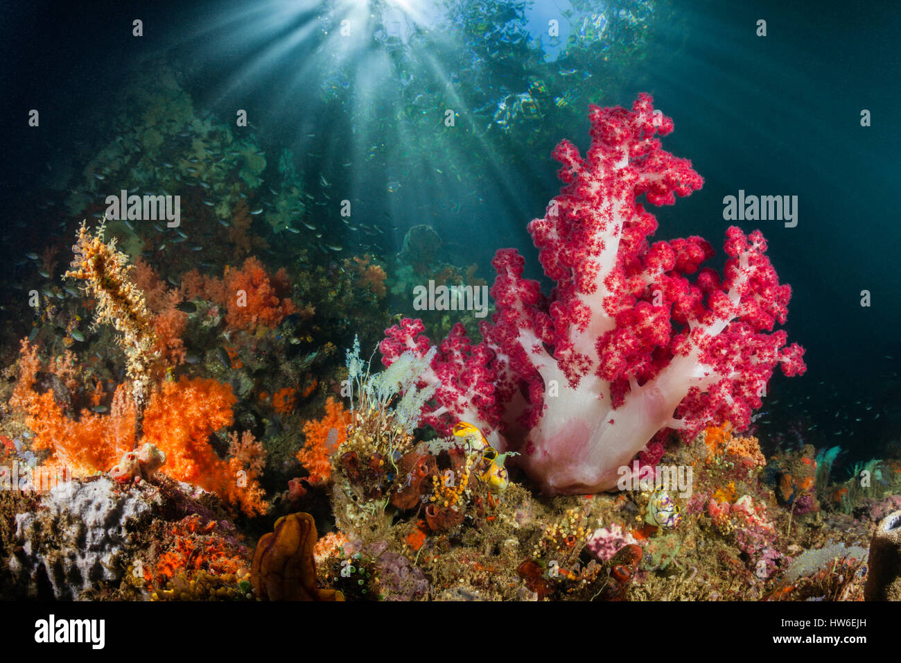 Soft Corals growing near Mangroves, Dendronephthya sp., Raja Ampat, West Papua, Indonesia Stock Photo
