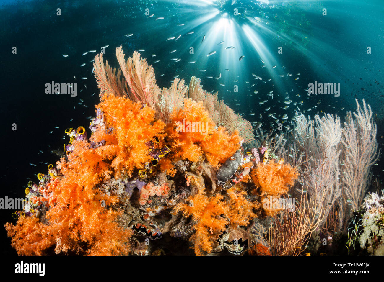 Corals growing near Mangroves, Raja Ampat, West Papua, Indonesia Stock Photo