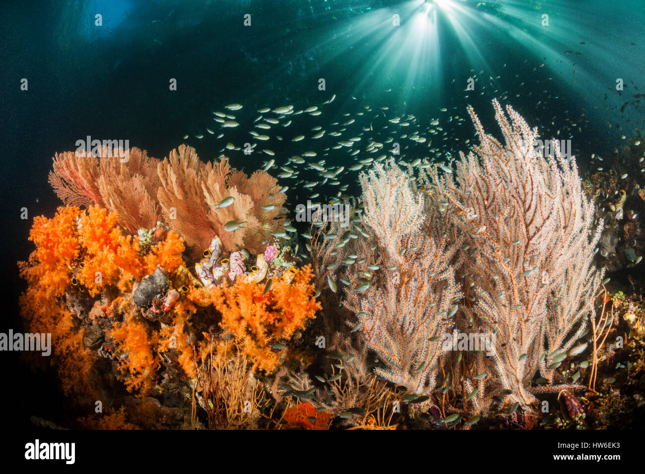 Corals growing near Mangroves, Raja Ampat, West Papua, Indonesia Stock Photo