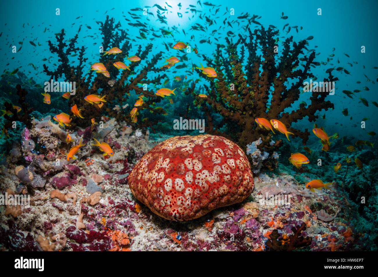 Indian Cushion Starfish at Coral Reef, Culcita schmideliana, South Male Atoll, Maldives Stock Photo