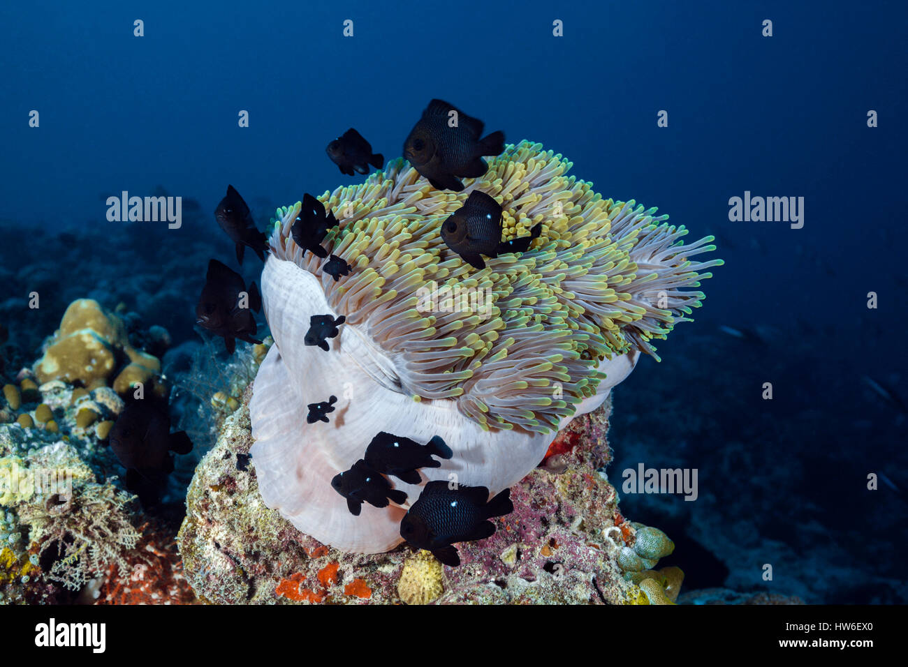 Threespot Dascyllus in Sea Anemone, Dascyllus trimaculatus, South Male Atoll, Maldives Stock Photo