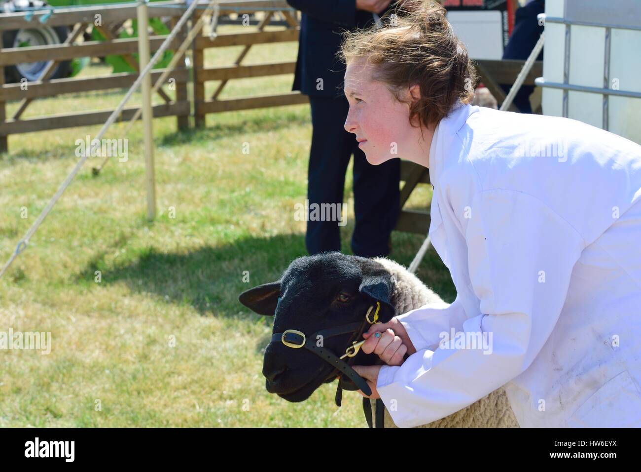 TENDRING SHOW ESSEX 11 JULY  2015: Sheep being Exhibited at Agricultural show Stock Photo