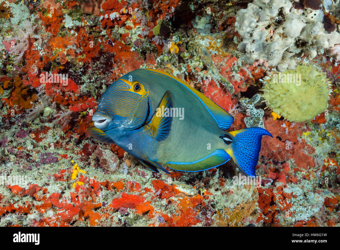 Yellowfin Surgeonfish, Acanthurus xanthopterus, Felidhu Atoll, Maldives Stock Photo
