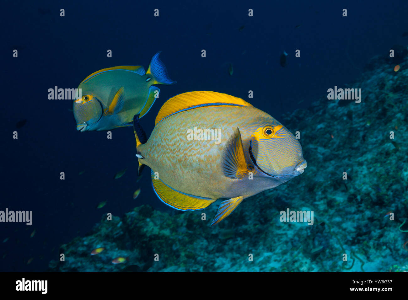 Yellowfin Surgeonfish, Acanthurus xanthopterus, Felidhu Atoll, Maldives Stock Photo