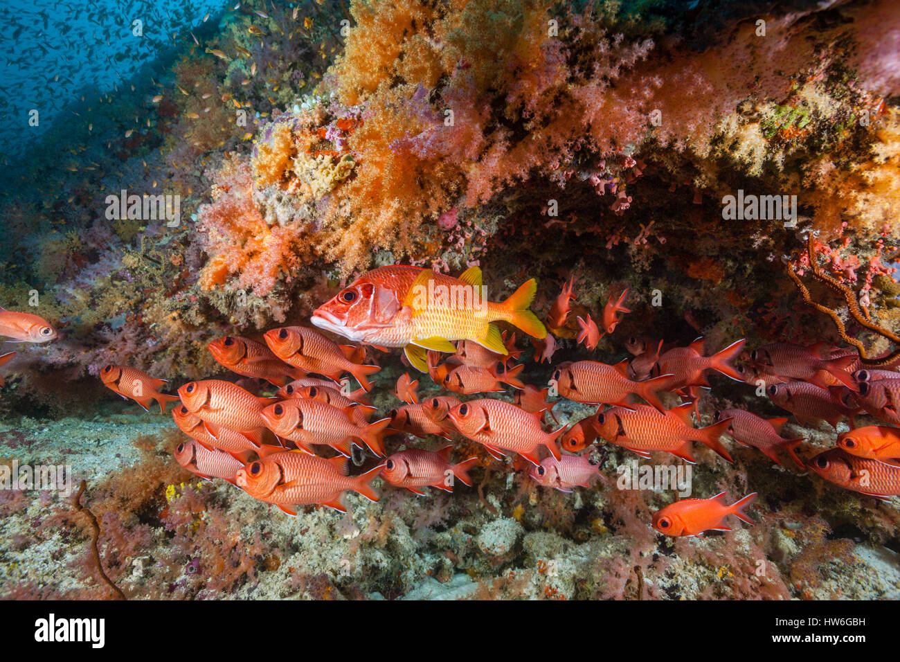 Blotcheye Soldierfish, Myripristis murdjan, Felidhu Atoll, Maldives Stock Photo