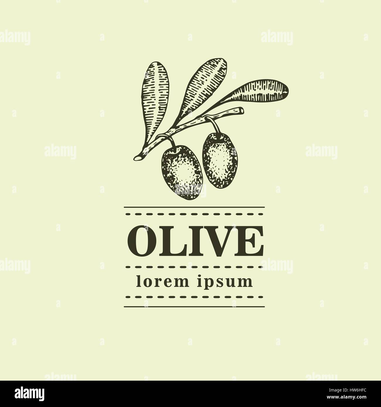Graphic vintage olive branch. Hand drawn logo template. Vector ...
