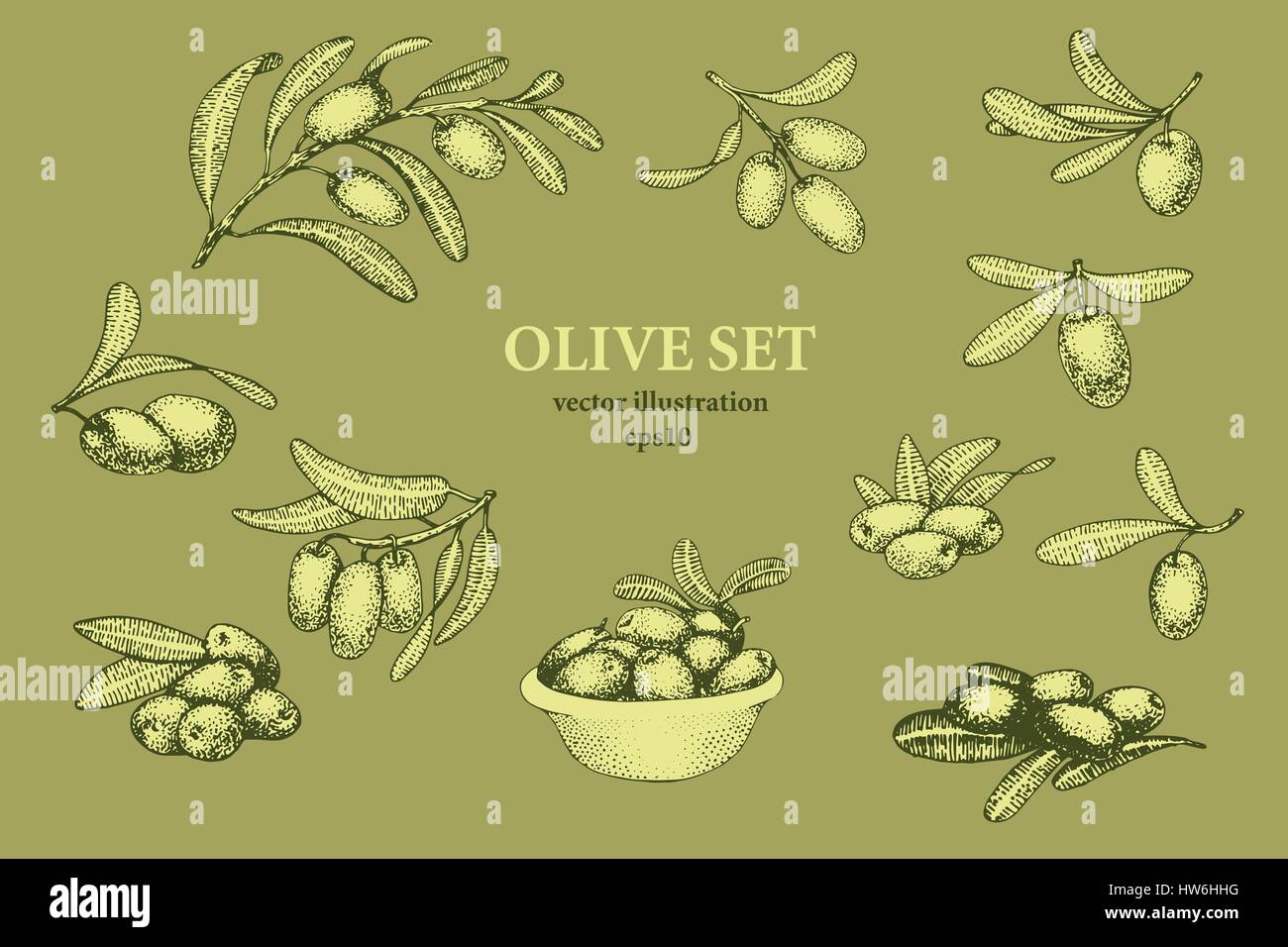 Set of olive tree branch. Engraving hand drawn style. Vector vintage ...