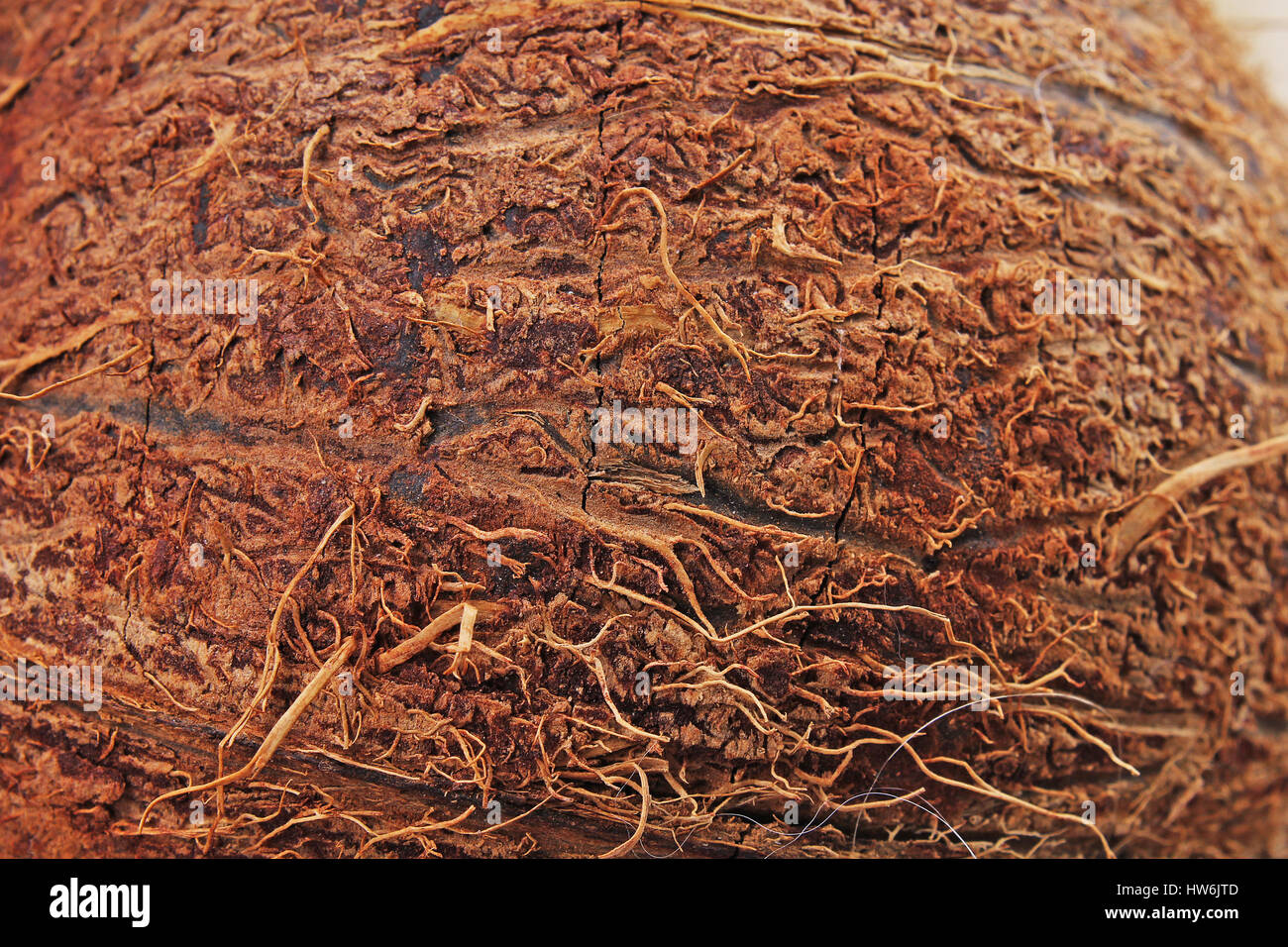 Coconut hair fibers. Stock Photo
