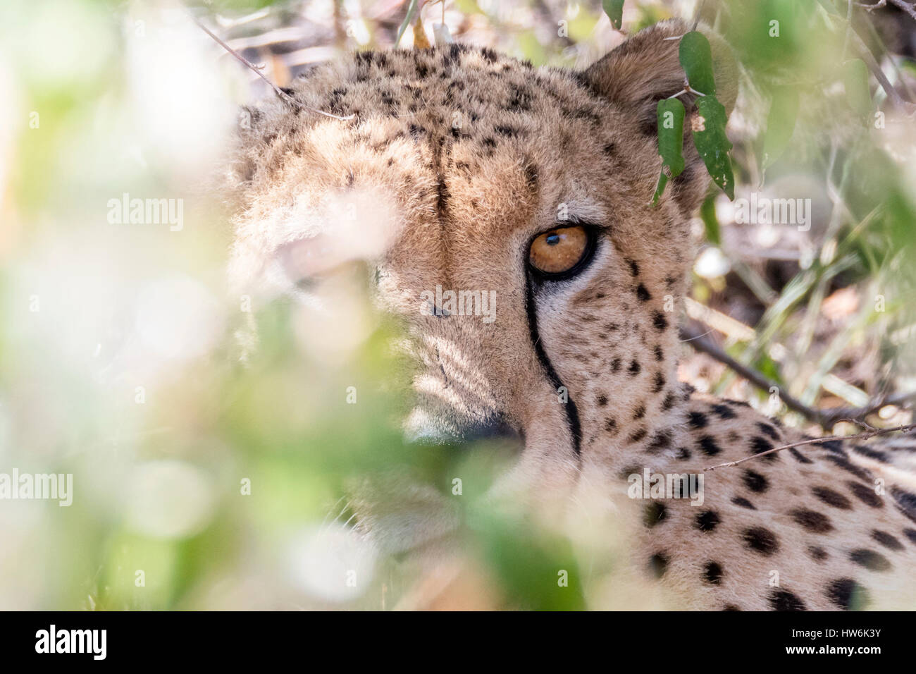 Cheetah hiding and looking to the camera Stock Photo