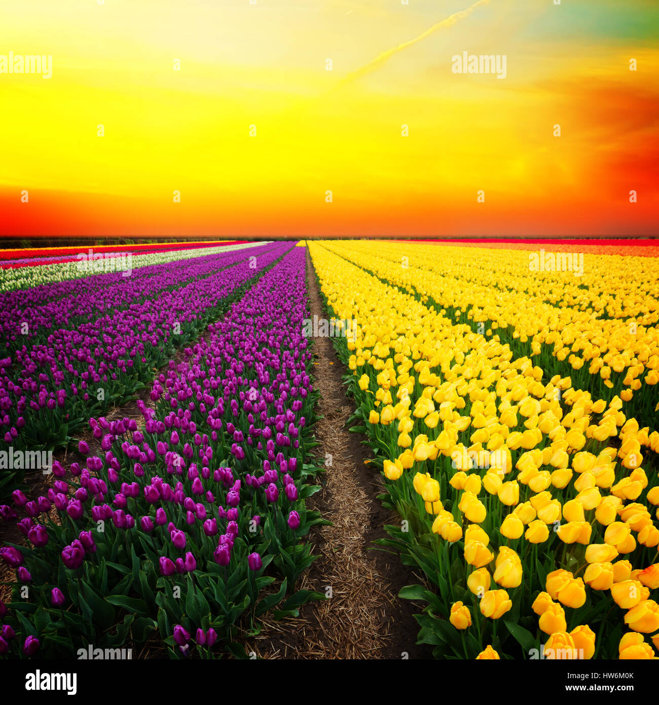 Dutch yellow and violet tulip fields in sunny day Stock Photo - Alamy
