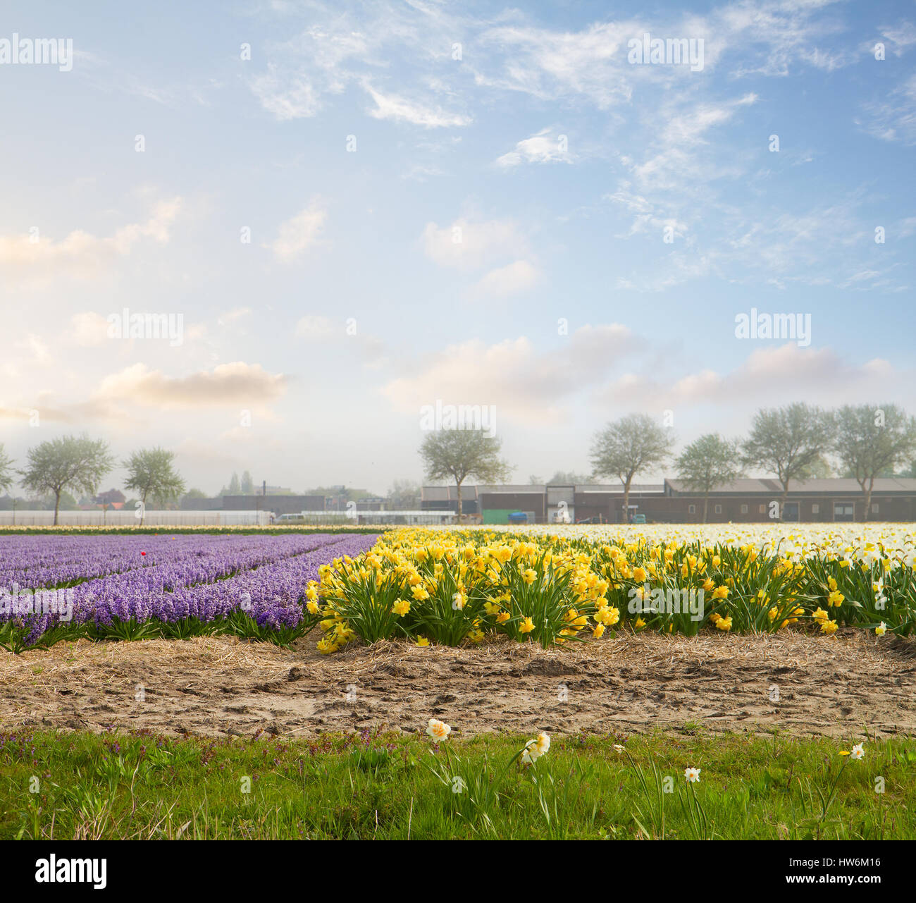 Dutch spring hyacinth flowers field Stock Photo - Alamy