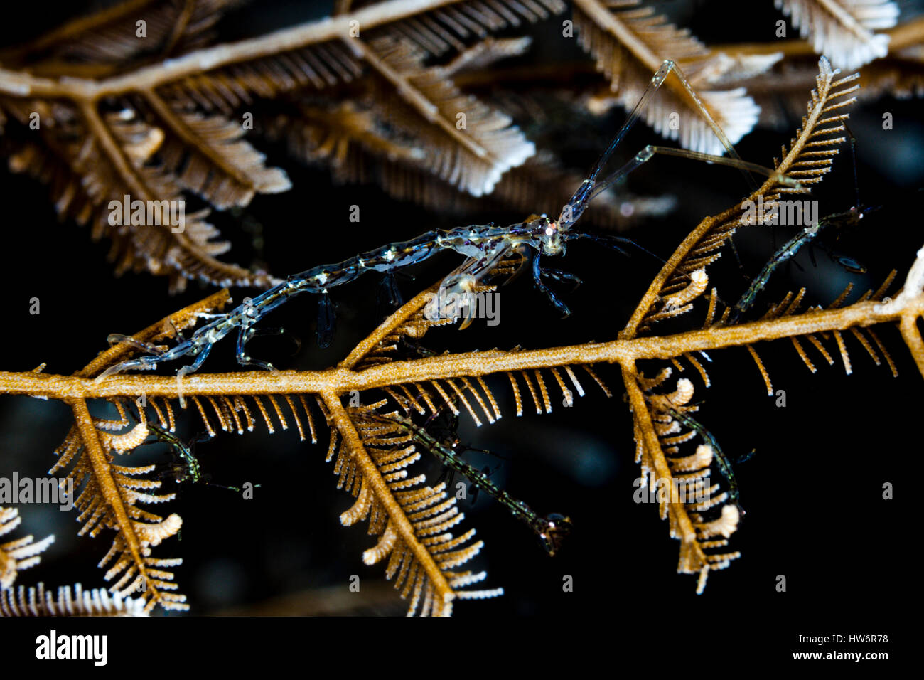 Skeleton Shrimp, Caprellide sp., Raja Ampat, West Papua, Indonesia Stock Photo