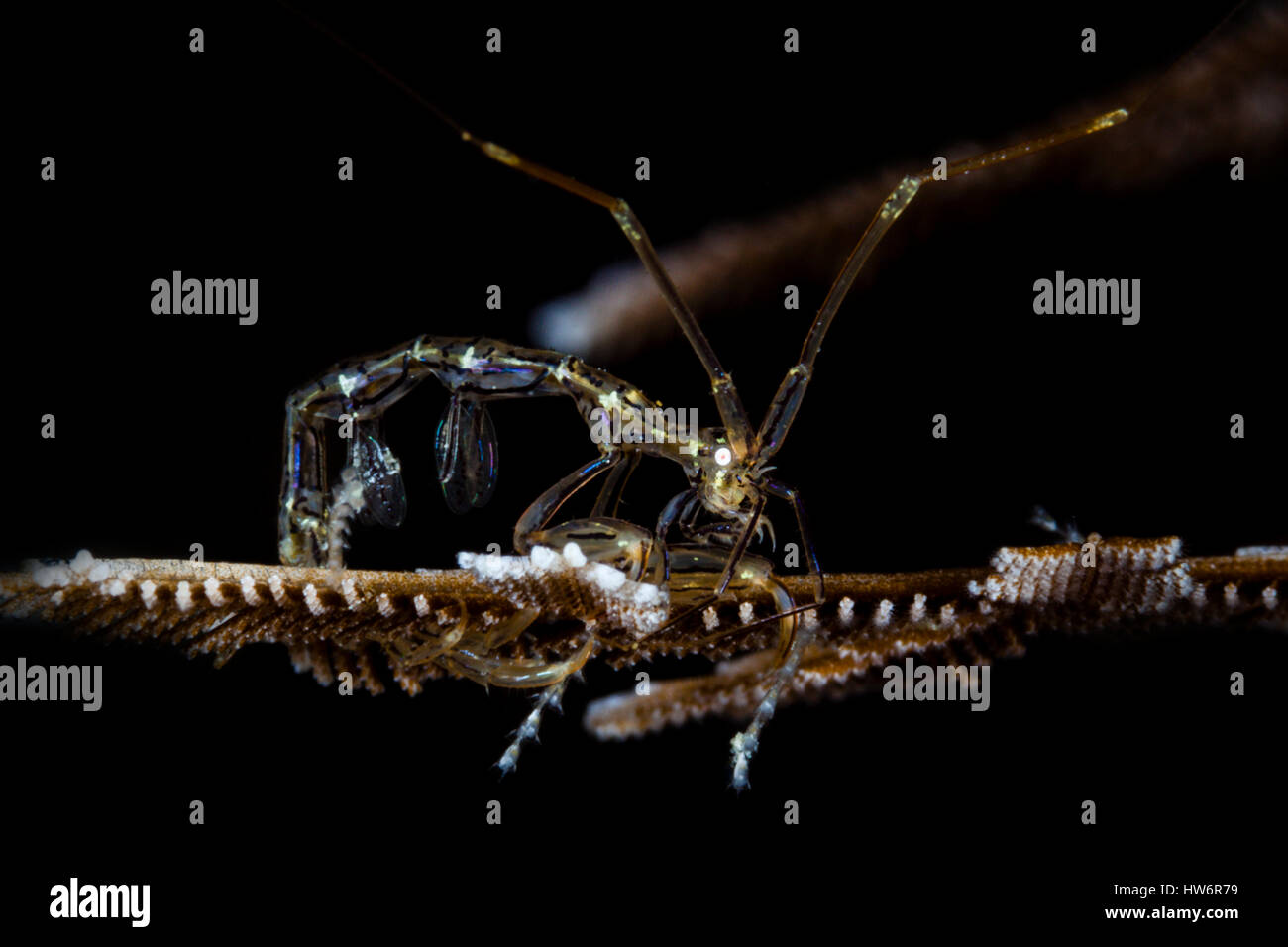 Skeleton Shrimp, Caprellide sp., Raja Ampat, West Papua, Indonesia ...
