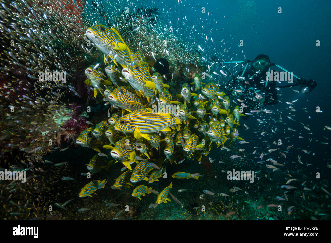 Shoal of Yellow-ribbon Sweetlips, Plectorhinchus polytaenia, Raja Ampat, West Papua, Indonesia Stock Photo