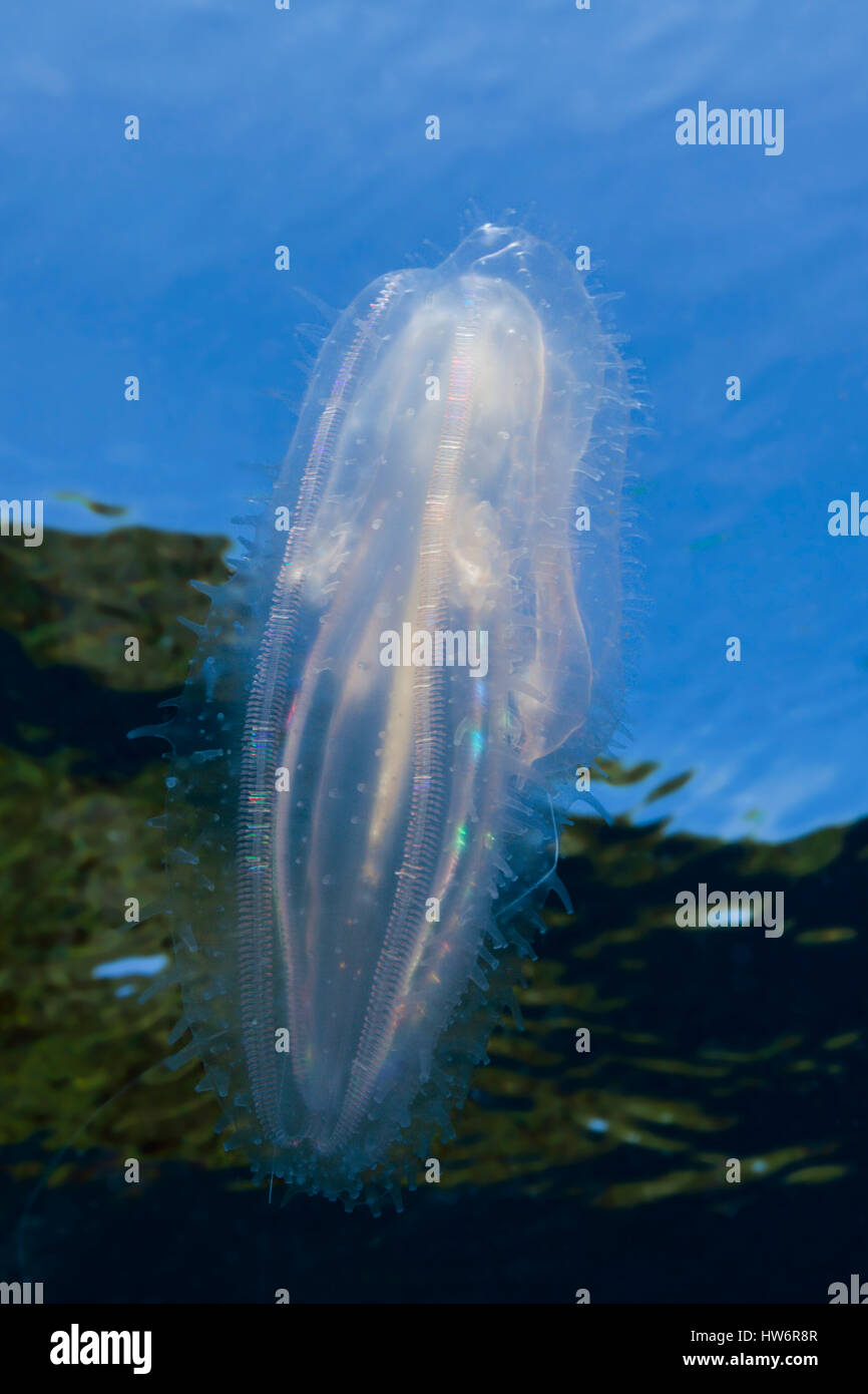 Comb Jellyfish, Ctenophora, Raja Ampat, West Papua, Indonesia Stock