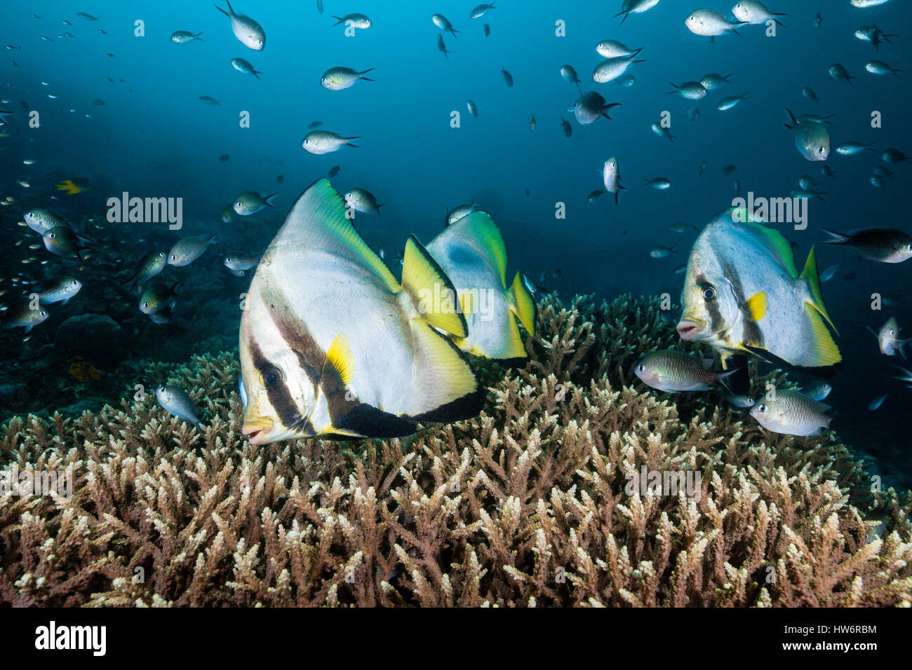 Pinneta Batfish Pinnate Batfish, Platax pinnatus, Raja Ampat, West Papua, Indonesia ...