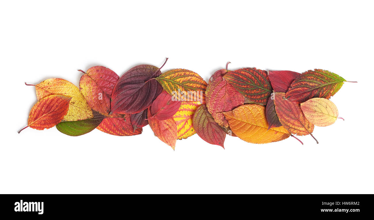 Autumn leaves isolated on white background Stock Photo - Alamy