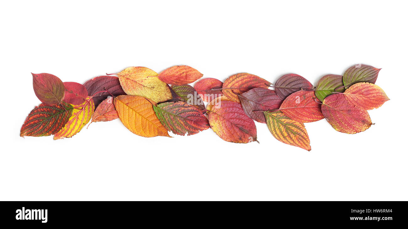 Autumn leaves isolated on white background Stock Photo - Alamy