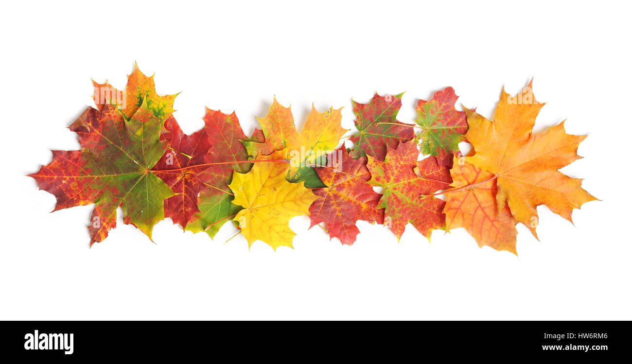 Autumn leaves isolated on white background Stock Photo - Alamy