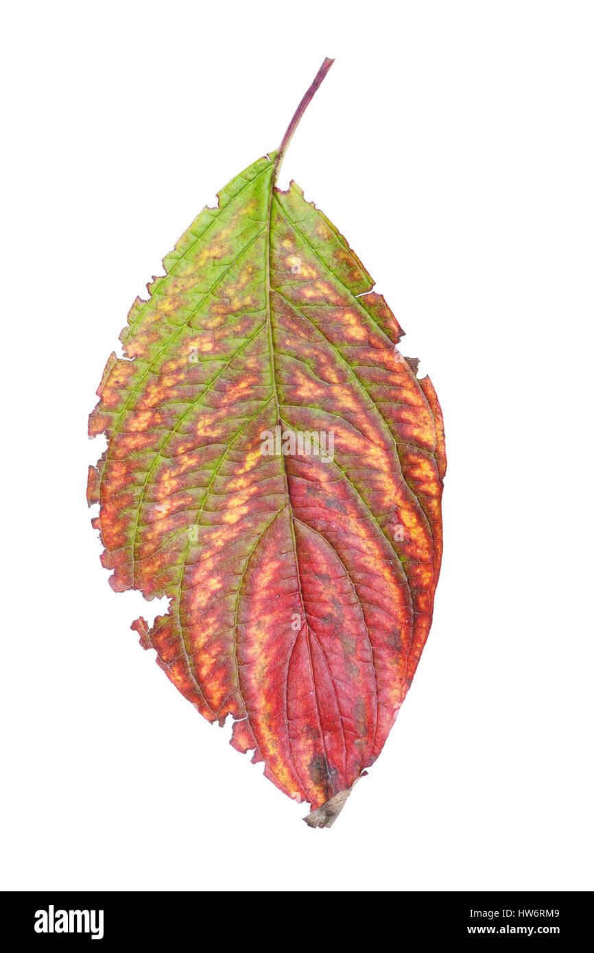 Autumn leaf isolated on white background Stock Photo - Alamy