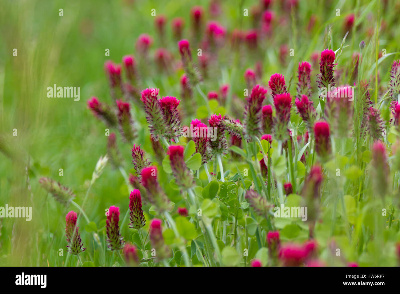 Roter klee hires stock photography and images Alamy