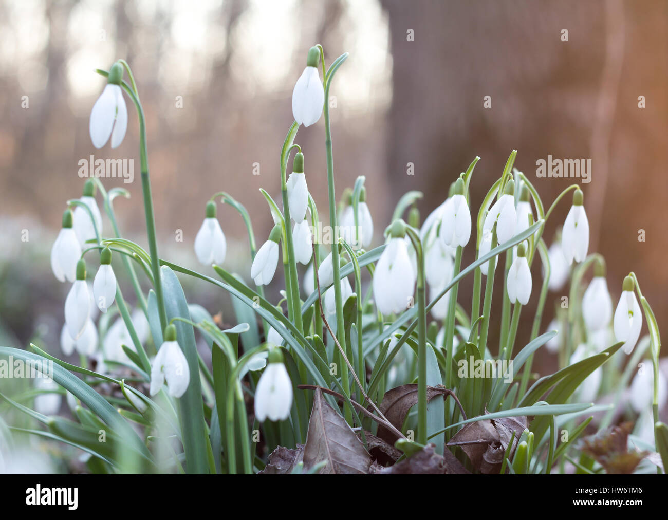 snowdrop flowers in forest Stock Photo