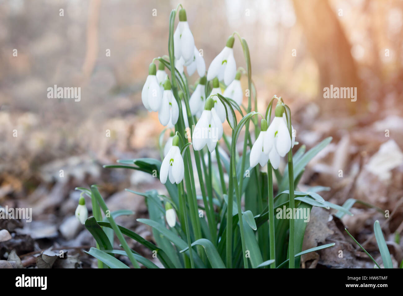 spring snowdrop flowers Stock Photo