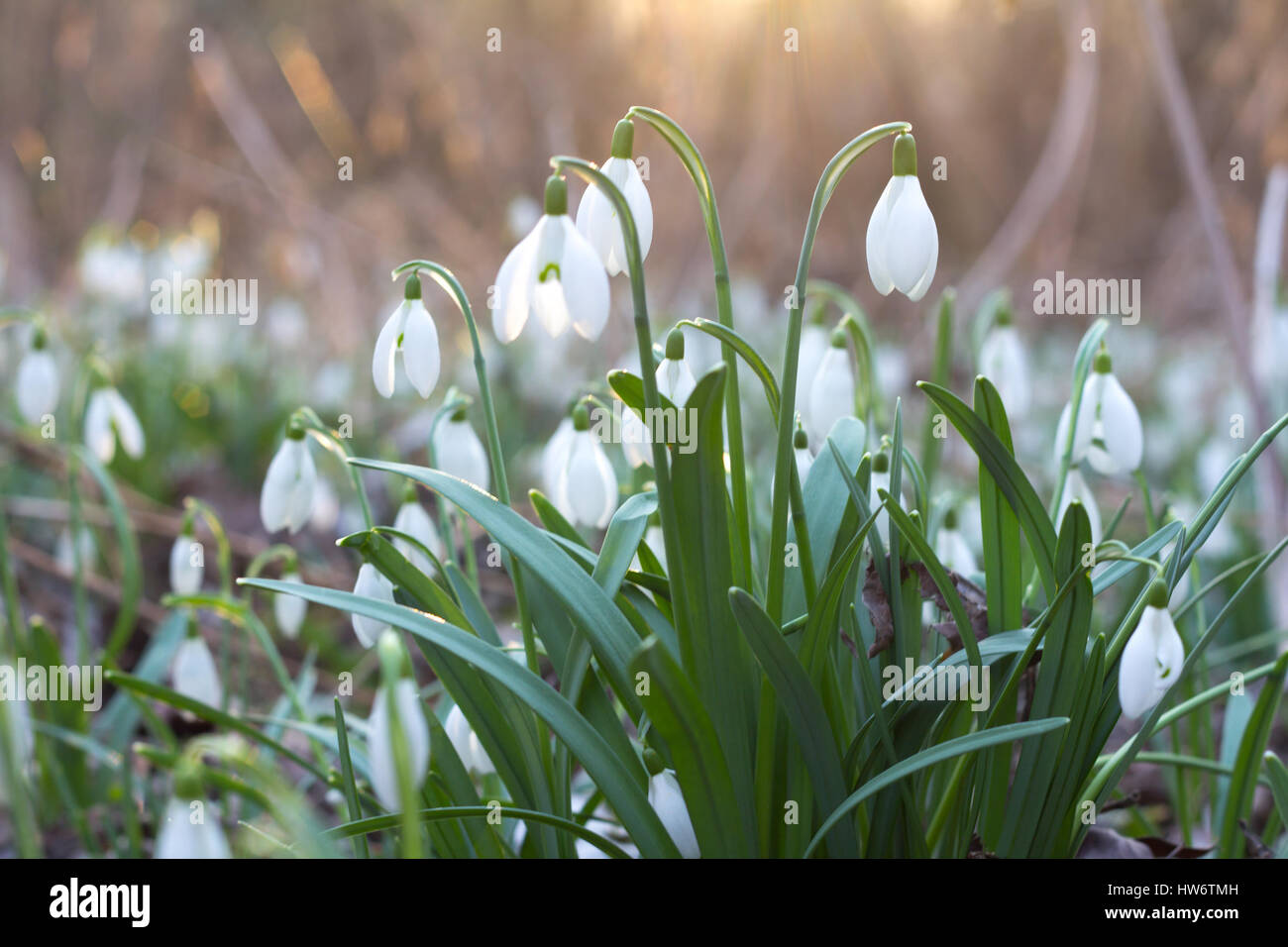 snowdrop flowers in sunset Stock Photo