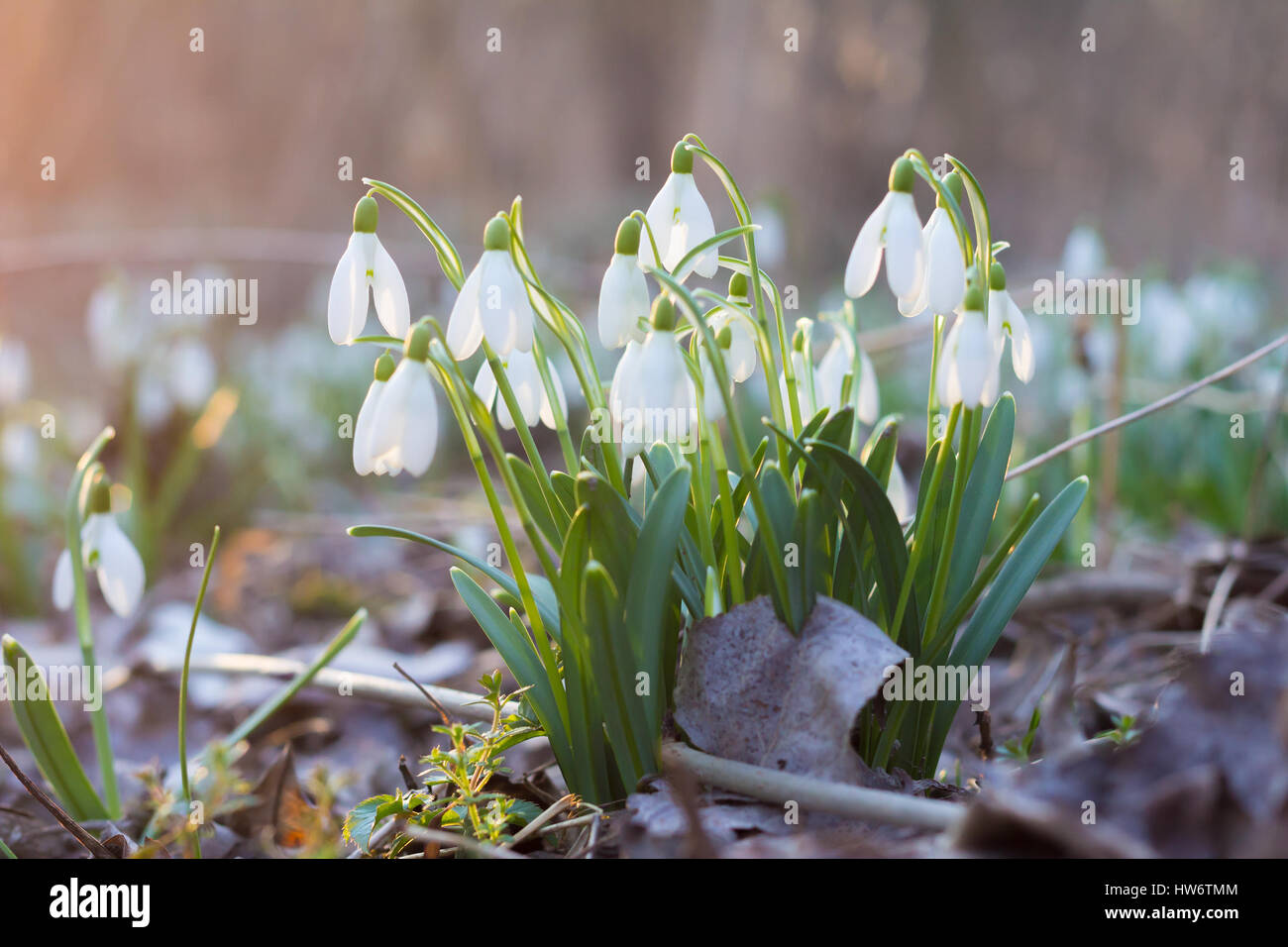snowdrop flowers growing in forest closeup Stock Photo