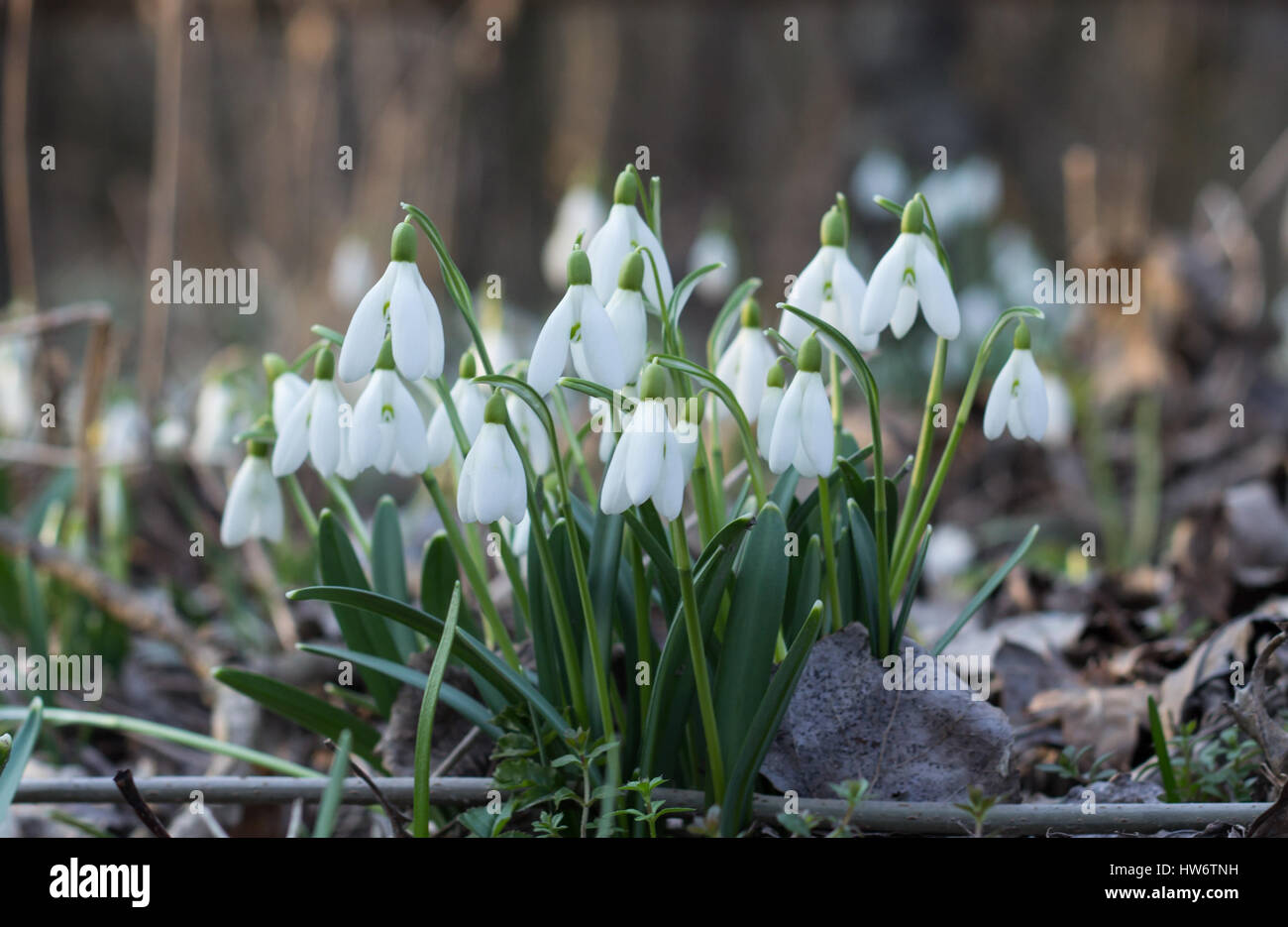 snowdrops growing in forest Stock Photo