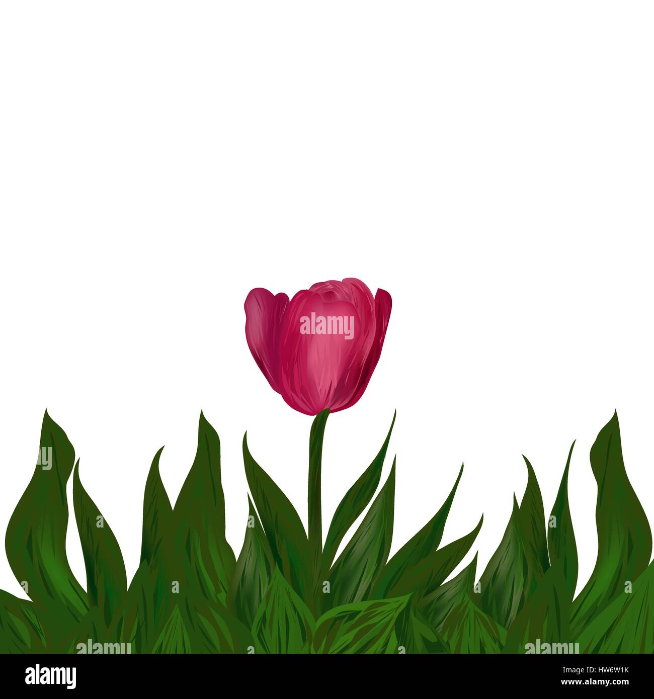 pink Tulip flower with green leaves on white background Stock Vector ...