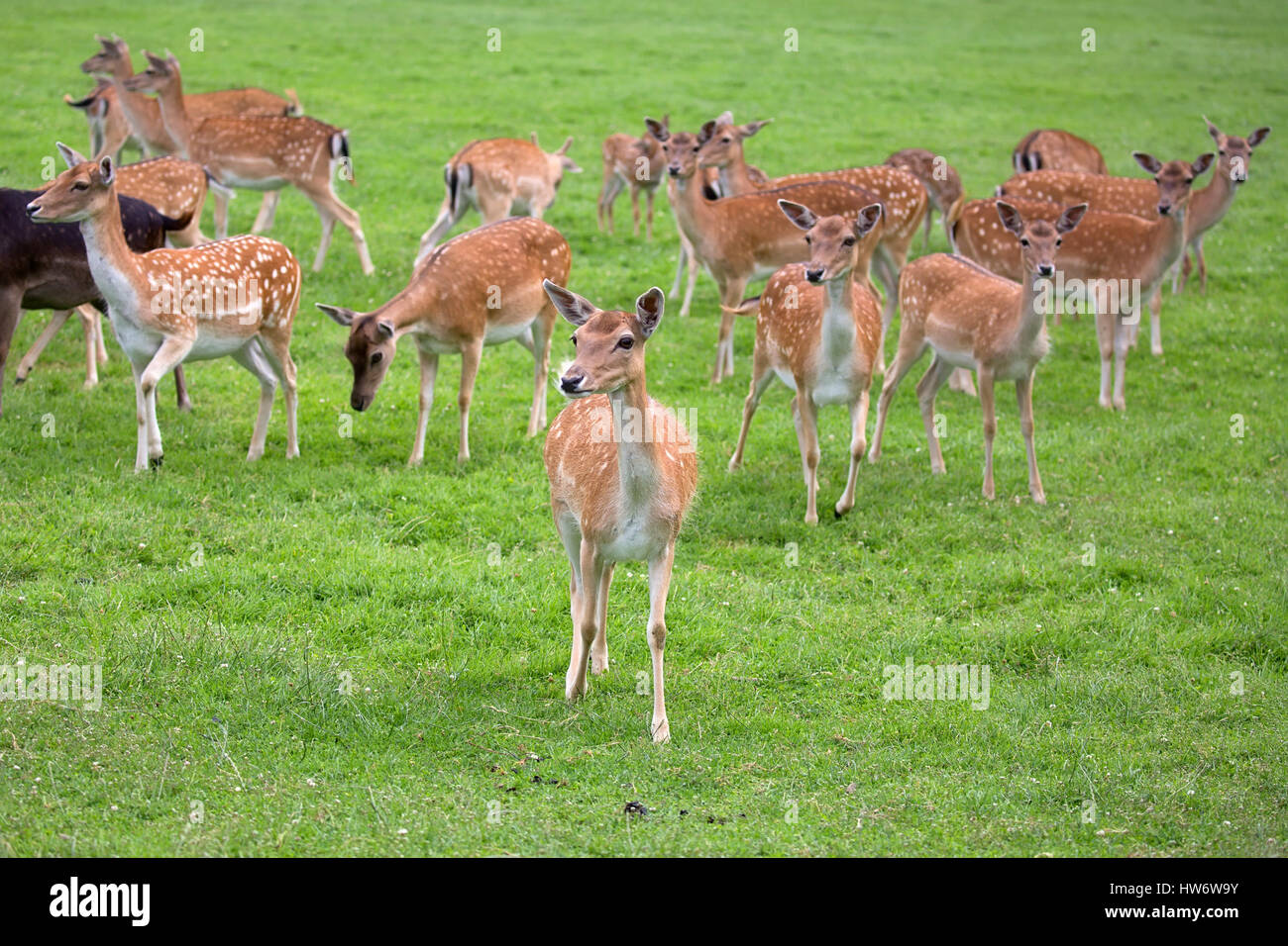Fallow deers in a clearing Stock Photo
