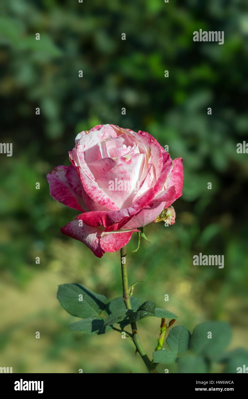 Early morning beautiful rose flower garden, dew on roses with awesome ...