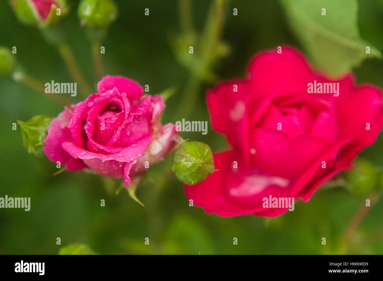 Pink rose. Water drops on rose-petals close up Stock Photo - Alamy