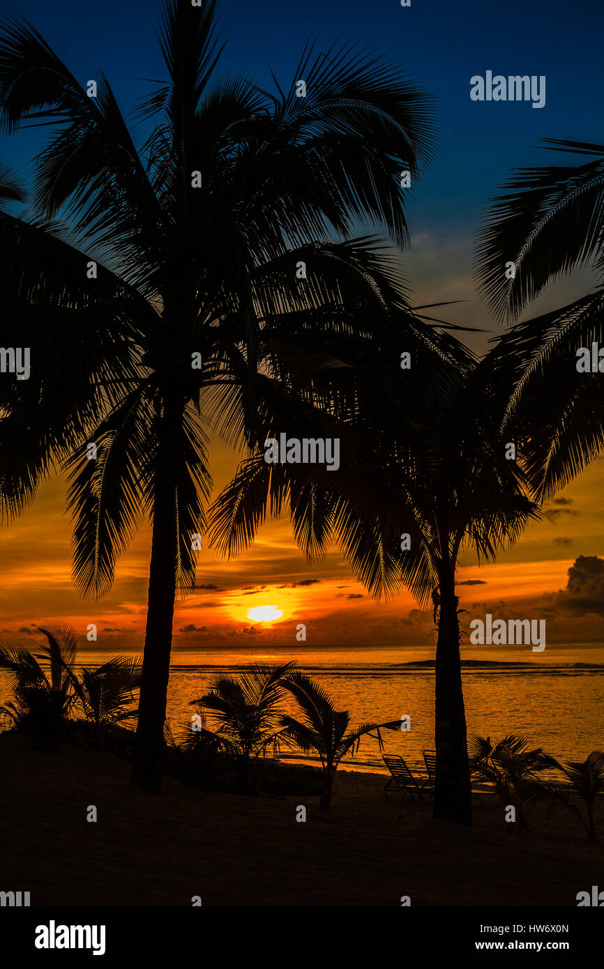 Beach palms sihouetted and vibrant sunset, Rarotonga, Cook Islands Stock Photo