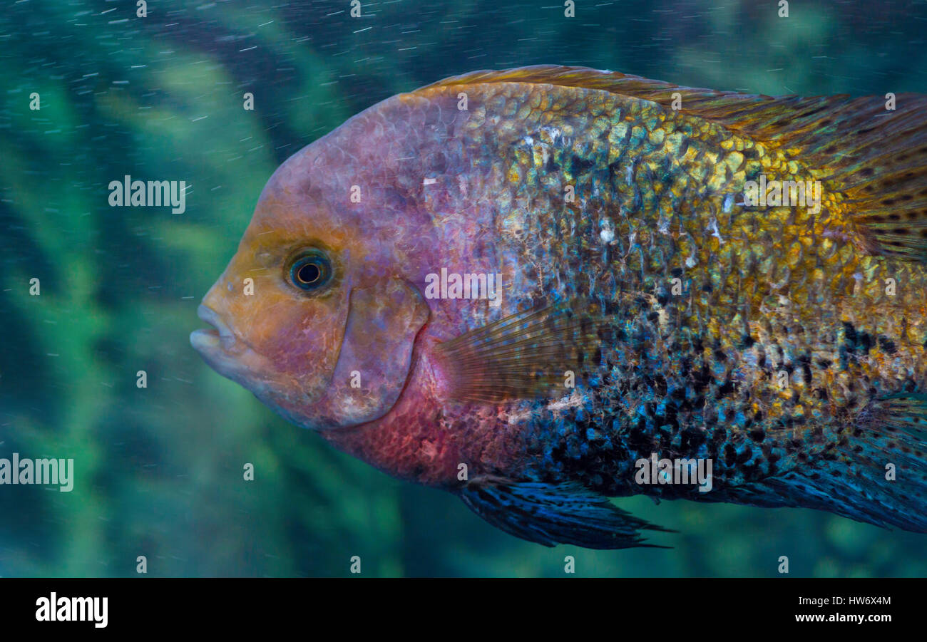 Herotilapia multispinosa (rainbow cichlid) is a aquarium fish that live in Central America Stock Photo