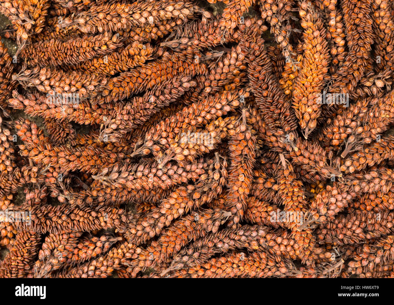 Hebe seeds that are dry out ready for the autumn and winter New Zealand winds the blow them away. Stock Photo