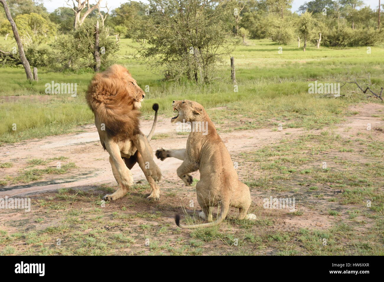 Lions Sabi Sands South Africa Stock Photo - Alamy