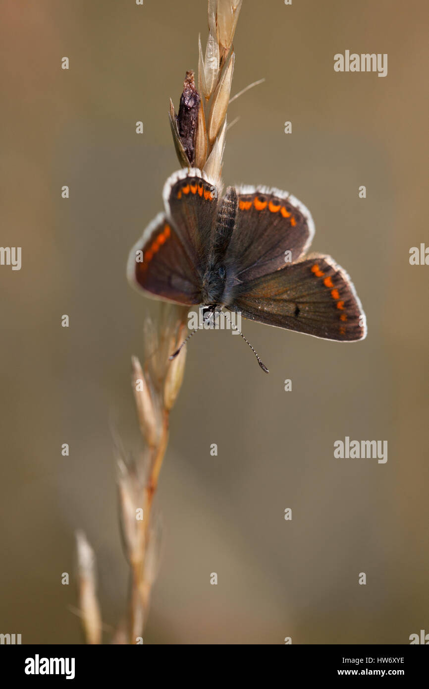 brown argus butterfly on grass Stock Photo