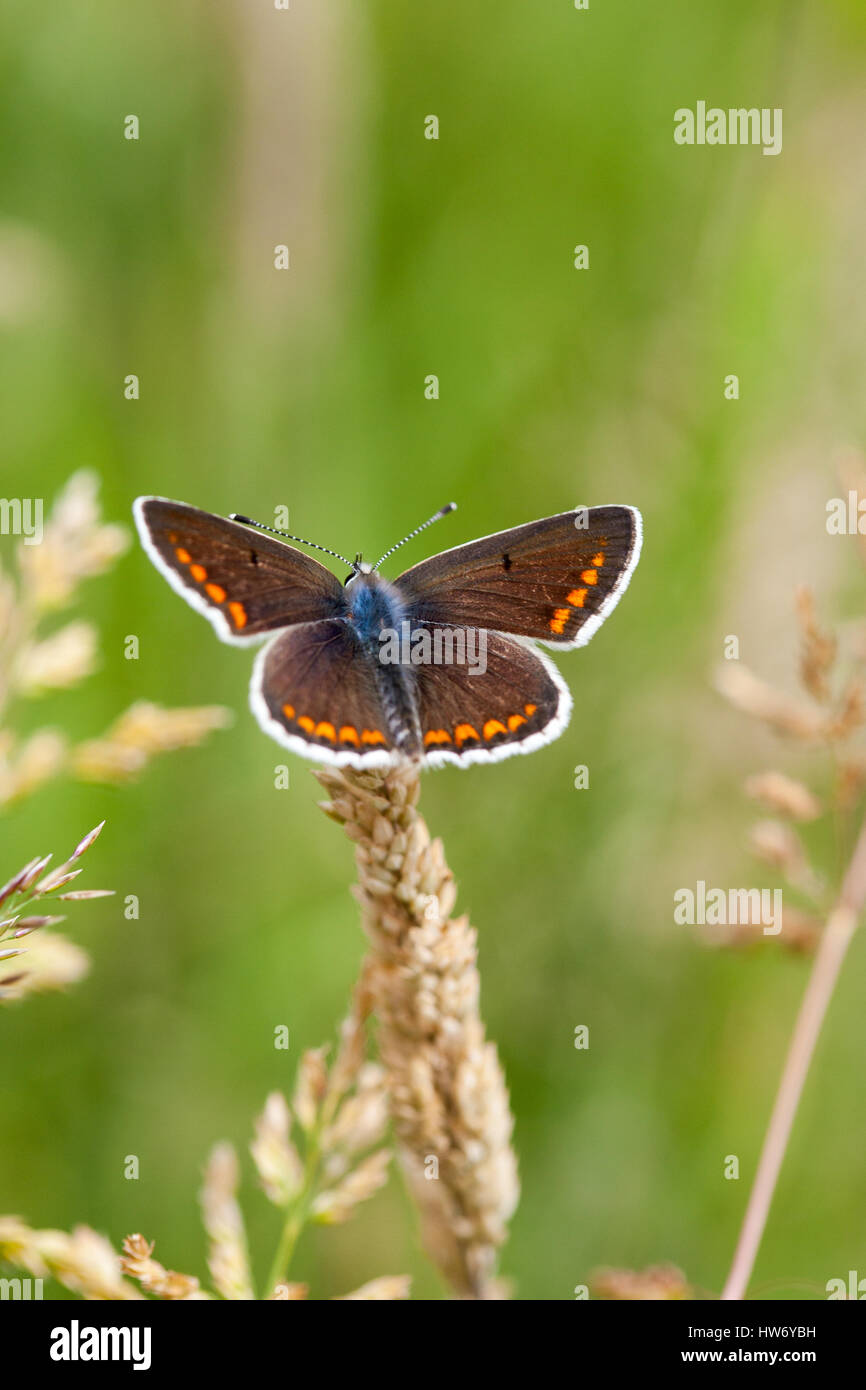 brown argus butterfly on grass Stock Photo