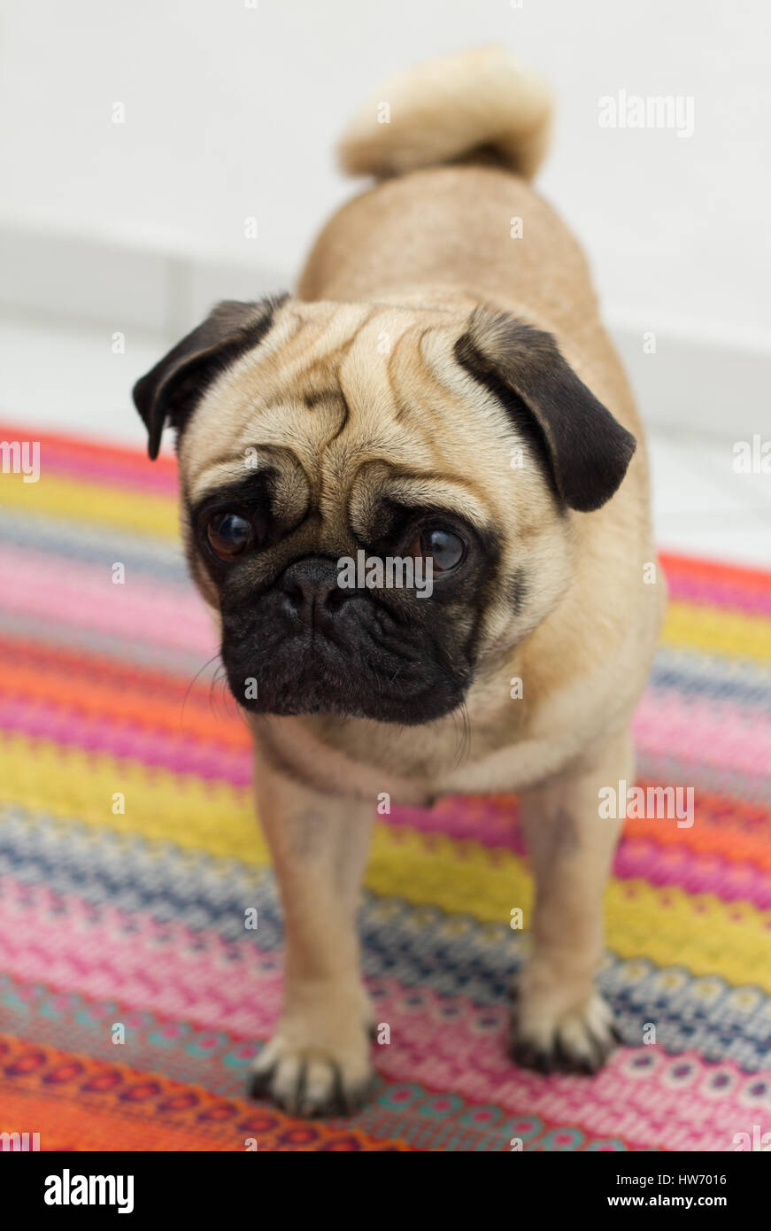 Neako the pug dog showing his good sides for the camera! Stock Photo