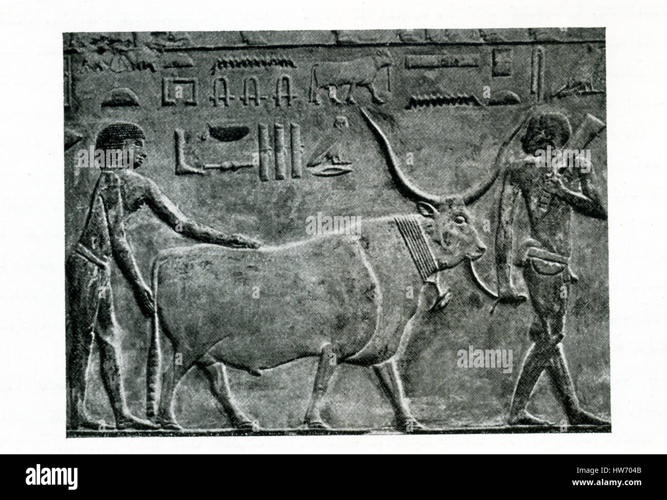 This carved relief shows a farmer bringing in a steer. It is from  the Old Kingdom tomb of Princess Idut at Saqqara. Saqqara served as a huge burial ground  in ancient Egypt and was the cemetery for the ancient Egyptian capital of Memphis. Djoser’s Step Pyramid is also here. Idut (also known as Seshsehset) is thought to be the daughter of the Unas, a king of the Fifth Dynasty (c. 2494-2345 B.C.) The image is credited to Belgium art historian Jean Capart (1877-1947)  and Emil Roemmler (died 1941). Stock Photo