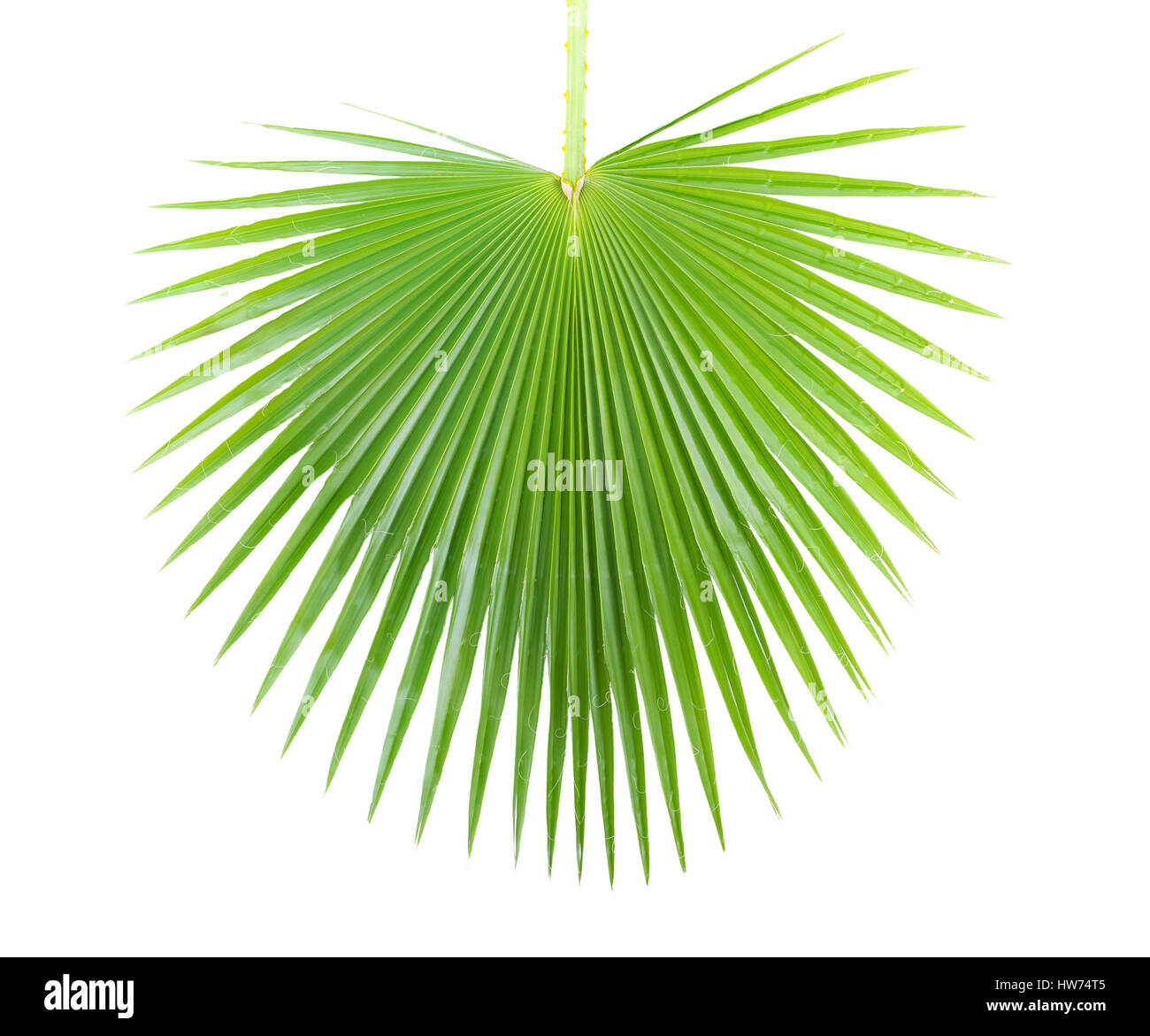 Green palm leaf isolated on white background Stock Photo Alamy