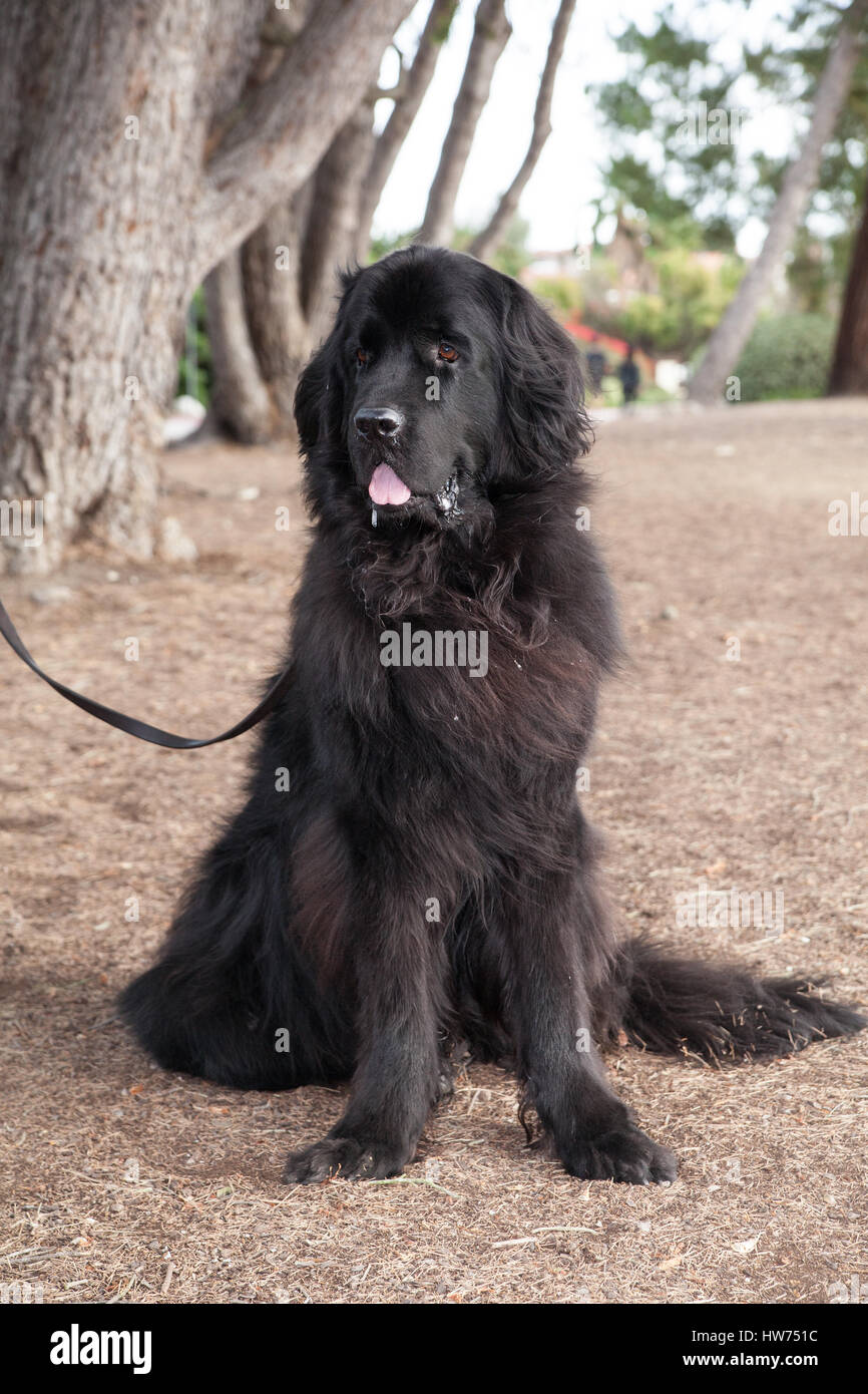 Beautiful black newfoundland pure breed dog is standing on dried grass looking to her right by a row of trees. Stock Photo